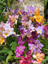 5 ROYAL CHAMPION Mix FREESIA Mixed Colors Pink Blue Purple Yellow Red Orange Flower Seeds