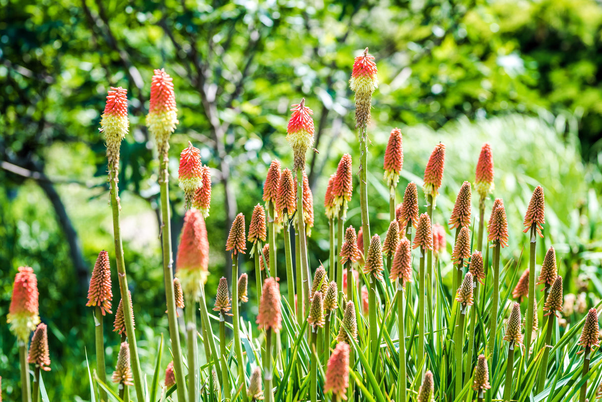 50 TORCH LILY Red Hot Poker / Tritoma / Kniphofia Uvaria Flower Seeds