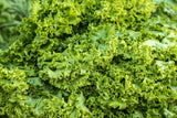 3000 Southern GIANT CURLED MUSTARD Ostrich Plume Brassica Juncea Vegetable Herb Seeds