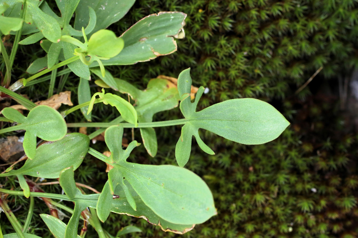 100 SHEEP SORREL Rumex Acetosella Red Field Sorrel Sour Weed Herb Flower Seeds