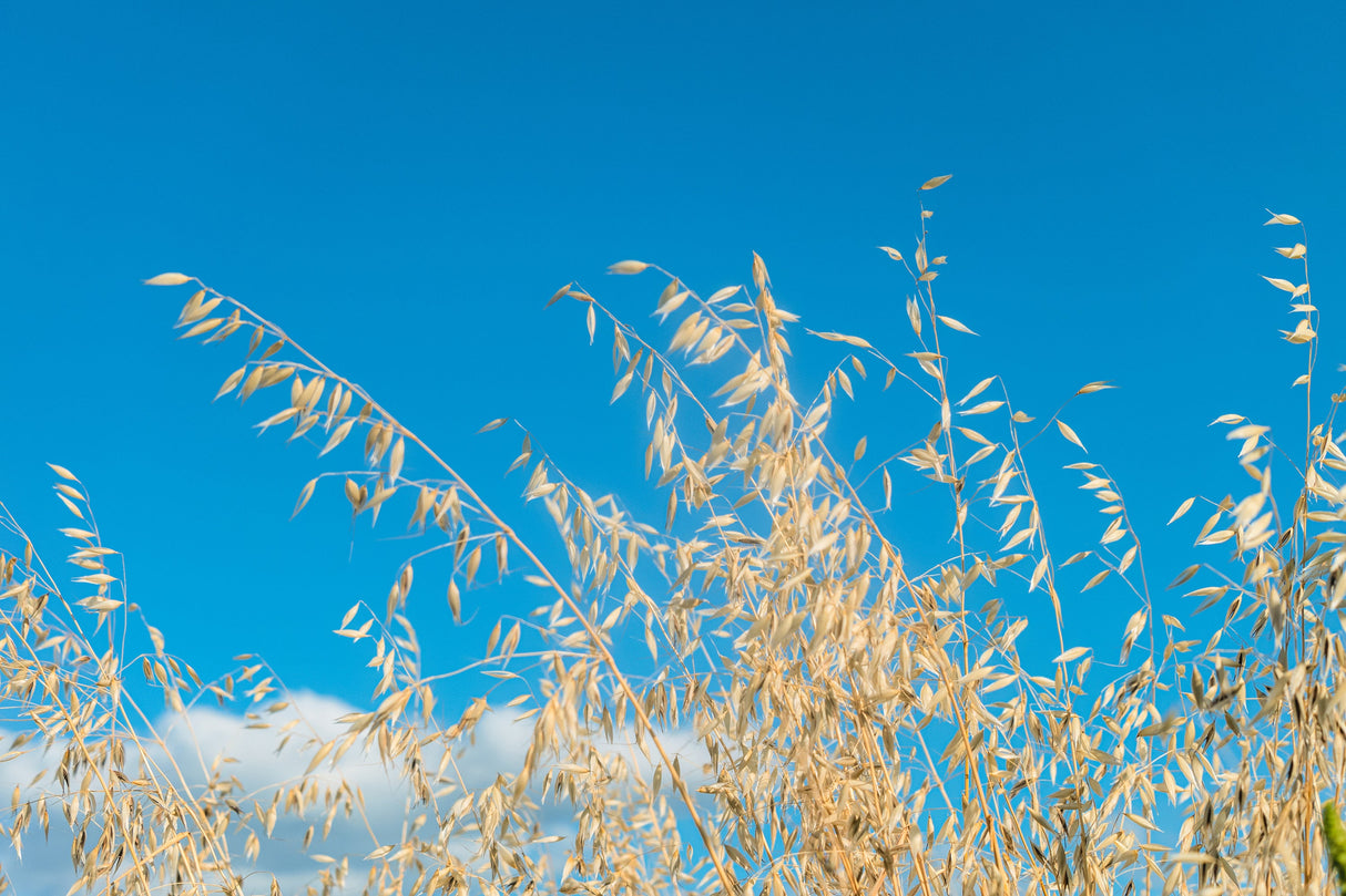 200 ORGANIC OAT Oats Avena Sativa Grain Vegetable Seeds