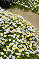 100 White DWARF CREEPING DAISY Chrysanthemum Paludosum Leucanthemum Flower Seeds