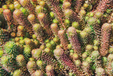 150 MIXED SEDUM Stonecrop Succulent Groundcover Red White Yellow Pink Purple Flower Seeds