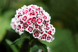 50 HOLBORN GLORY DIANTHUS Barbatus Red & White Sweet William Flower Seeds