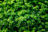 1500 TRIPLE CURLED PARSLEY Petroselinum Hortensis Herb Vegetable Seeds