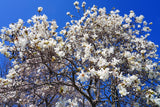 5 STAR MAGNOLIA Stellata TREE Seeds - Fragrant White to Pink Big 4" Wide Flowers