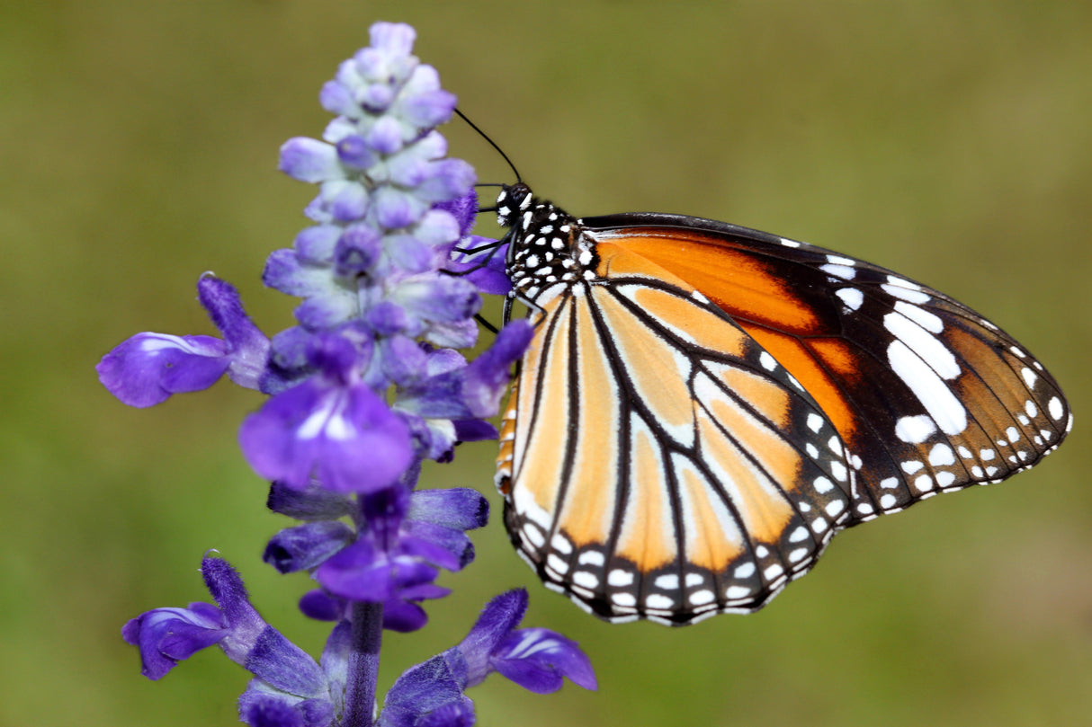 1000 TRUE BLUE HYSSOP Hyssopus Officinalis Thymus Hyssopus Herb Blue Violet Flower Seeds