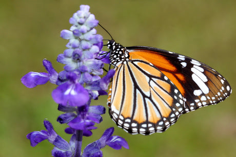 1000 TRUE BLUE HYSSOP Hyssopus Officinalis Thymus Hyssopus Herb Blue Violet Flower Seeds