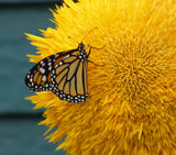 150 Double DWARF TEDDYBEAR SUNFLOWER Helianthus Annuus Yellow Flower Seeds