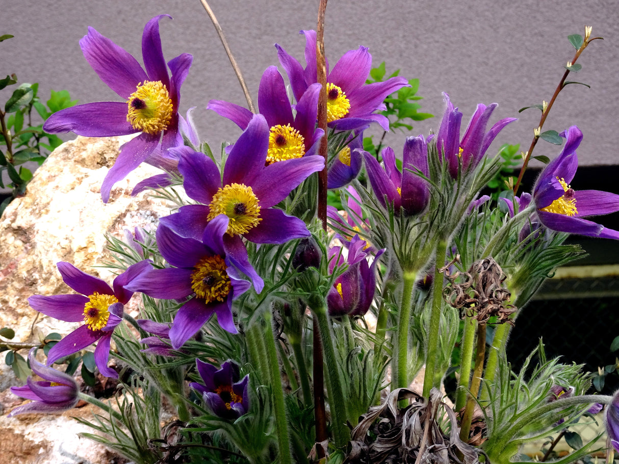 25 VIOLET ANEMONE Pulsatilla Vulgaris Purple PASQUE Flower Seeds