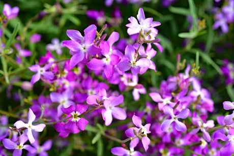 1000 EVENING (night) SCENTED STOCK Matthiola Longipetala Bicornis Flower Seeds