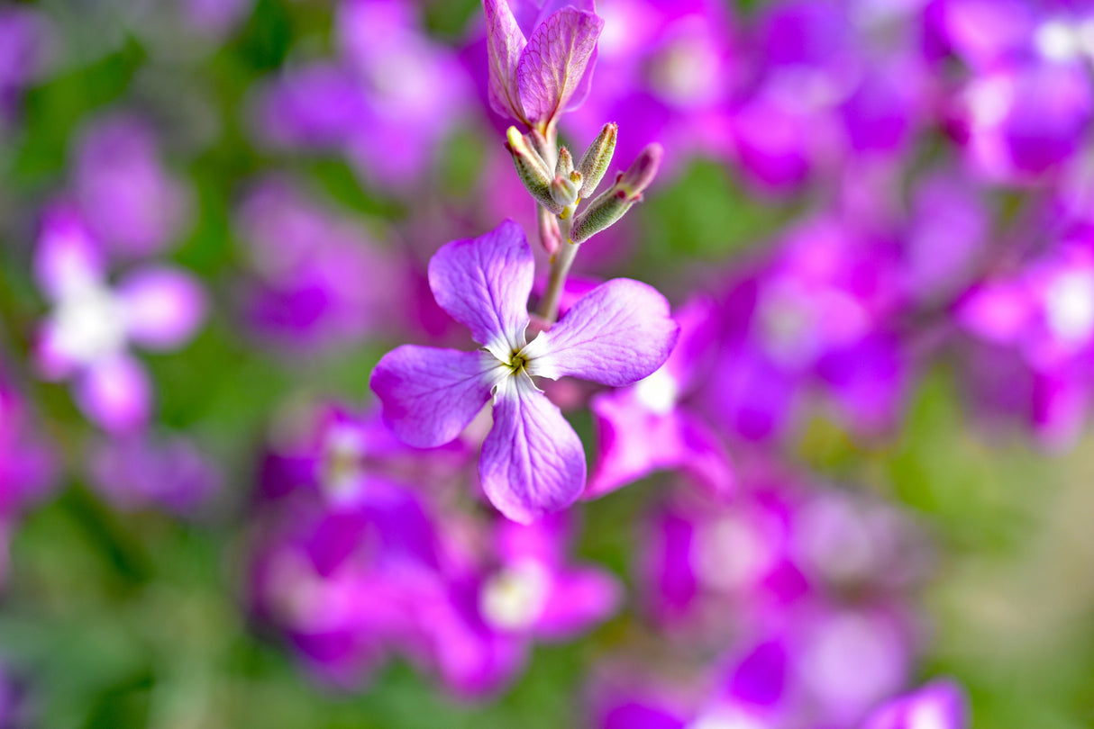 1000 EVENING (night) SCENTED STOCK Matthiola Longipetala Bicornis Flower Seeds