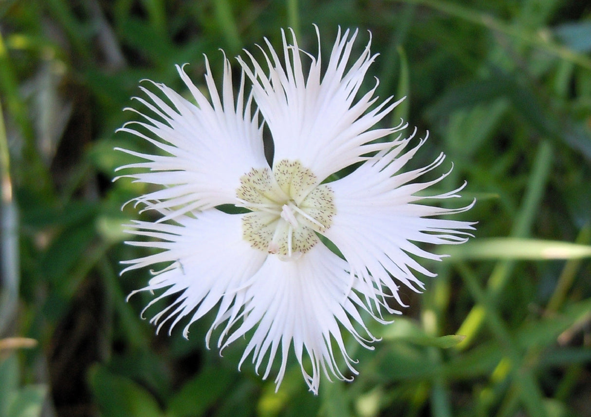 1000 FRINGED PINKS DIANTHUS Superbus White Pink Purple Flower Seeds