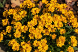 1000 YELLOW SAND COREOPSIS Lanceolata Lanceleaf Tickseed Flower Seeds