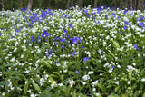 10 RAMSONS / WILD Bear GARLIC Allium Ursinum Vegetable Herb White Flower Seeds