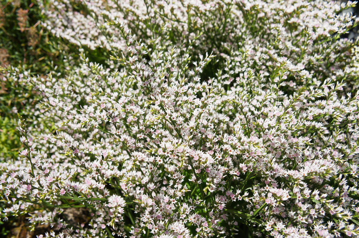 30 GERMAN STATICE White Sea Lavender Goniolimon Tataricum Limonium Flower Seeds