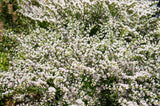 30 GERMAN STATICE White Sea Lavender Goniolimon Tataricum Limonium Flower Seeds