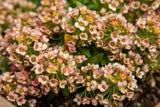 500 Sweet ALYSSUM PASTEL CARPET Mix Lobularia Maritima Flower Seeds