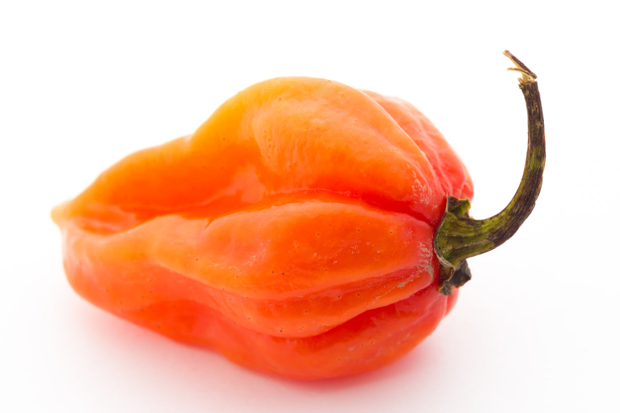 50 Hot ORANGE HABANERO PEPPER Capsicum Chinense Vegetable Seeds