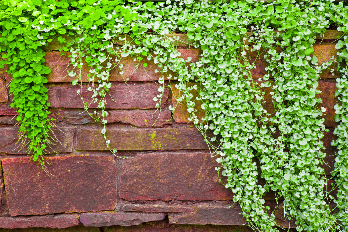 1000 DICHONDRA Repens aka Lawn Leaf Flower Evergreen Ground Cover Seeds