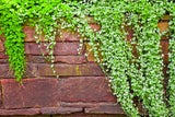 1000 DICHONDRA Repens aka Lawn Leaf Flower Evergreen Ground Cover Seeds