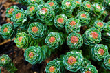 25 ROSEROOT STONECROP Golden Rose Root Sedum Rhodiola Rosea Yellow Succulent Flower Seeds
