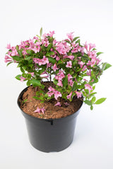50 OLD FASHIONED WEIGELA Florida Bush Shrub Flower Seeds