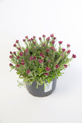 20 RED PUSSYTOES Antennaria Dioica Rubra Everlasting Flower Seeds