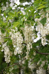 10 YELLOW ASH TREE Kentucky Yellowwood White Flowers Cladrastis Lutea Kentukea Seeds
