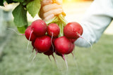 2000 CRIMSON GIANT RADISH Raphanus Sativus Vegetable Seeds