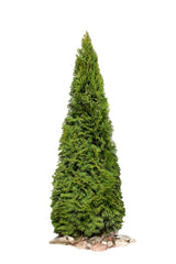 25 THUJA TREE Cedar Thuja Occidentalis Conifer Seeds