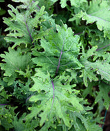 500 RED RUSSIAN KALE Brassica Oleracea Vegetable Seeds