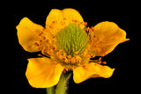 100 YELLOW AVENS Geum Aleppicum Moist Wetland Flower Seeds