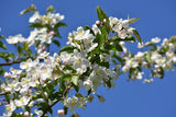 30 Sargent CRAB APPLE Shrub Hummingbird Flower White Red Malus Sargentii Seeds