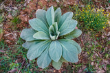 150 YELLOW VERBASCUM Thapsus Common Mullein Flower Herb Seeds