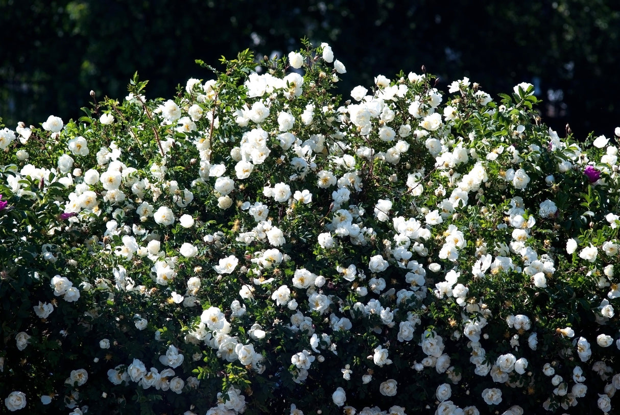 5 WHITE ROSE Rosa Bush Shrub Perennial Flower Seeds