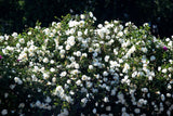 5 WHITE ROSE Rosa Bush Shrub Perennial Flower Seeds