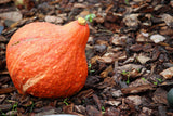 30 GOLDEN HUBBARD SQUASH Genesee Red Buttercup Cucurbita Pepo Vegetable Seeds