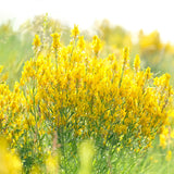 3000 YELLOW SWEET CLOVER Melilotus Officinalis Flower Seeds