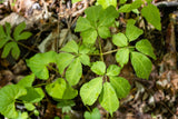25 AMERICAN GINSENG Panax Quinquefolius Shade Herb Seeds