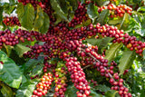 15 ARABICA COFFEE Tree Shrub Seeds - Grow your own coffee!