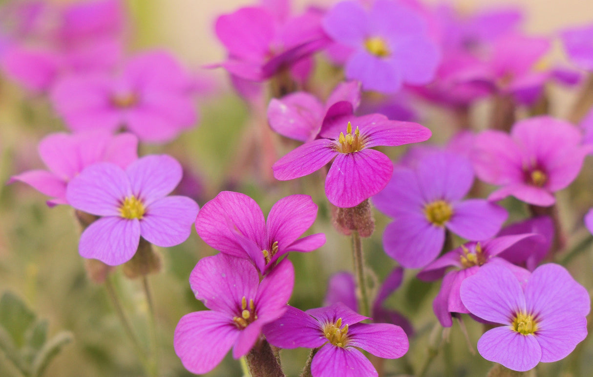 150 SPRING CHARM ROCKCRESS Rose Rock Cress Arabis Arendsii Flower Mix Seeds