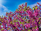 40 CHINESE REDBUD Cercis Chinensis Shrub Small Tree Pink Purple Flower Seeds
