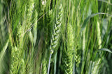300 Wrens Abruzzi WINTER RYE Secale Cereale Grain Cover Crop Seeds
