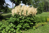 50 WHITE GOATS BEARD (like Astilbe) Aruncus Dioicus Flower Seeds