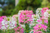 250 MIXED Colors QUEEN CLEOME (Spider Flower) Cleome Hassleriana Cleome Spinosa Flower Seeds