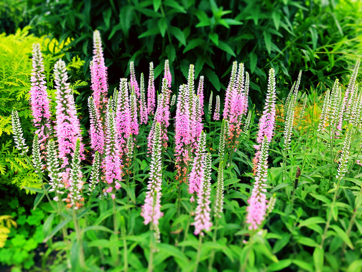 50 Pink VERONICA Longifolia / SPIKE SPEEDWELL Flower Seeds