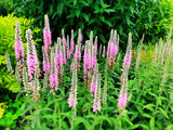 50 Pink VERONICA Longifolia / SPIKE SPEEDWELL Flower Seeds