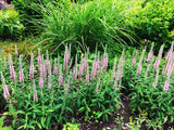50 Pink VERONICA Longifolia / SPIKE SPEEDWELL Flower Seeds