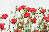 500 Red SCARLET FLAX Linum Grandiflorum Rubrum Flower Seeds